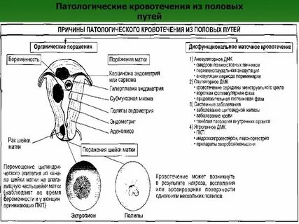 Почему после полового акта появляется выделение
