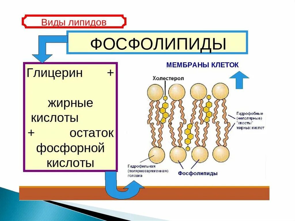 Защитный липид. Строение липидов. Структура строения липидов. Строение жиров биохимия. Фосфолипид строение схема.