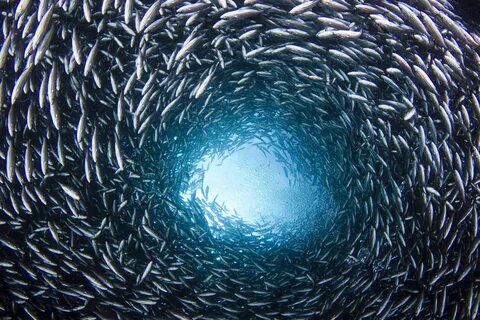 We are ocean