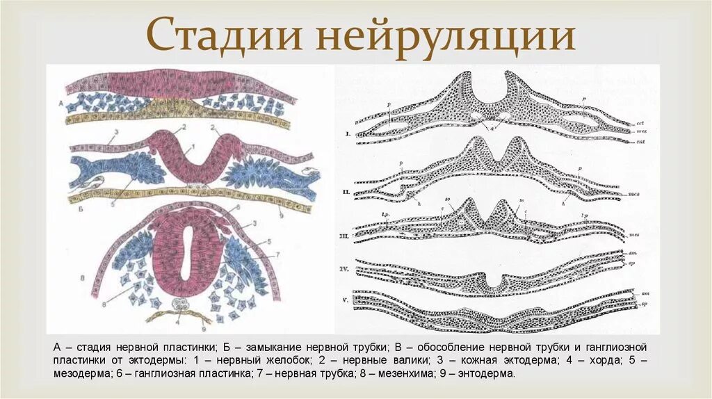 Нейрула какая стадия. Нейруляция гистология. Нейруляция образование нервной трубки. Нейруляция нервная трубка гистология. Нейрула стадия стадия.