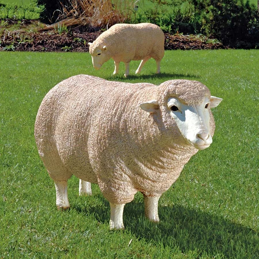 Овцы меринос. Баран меринос. Овцы породы меринос. Мериносовая Овечка. Тонкорунные овцы.