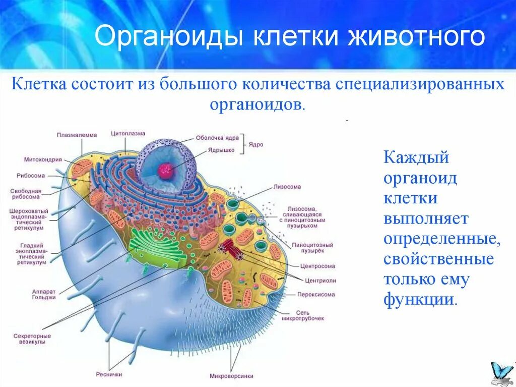 Строение клетки эукариот. Схема клетки эукариот. Строение эукариотной клетки. Строение эукариотической клетки. Органоид клетки ядро функции