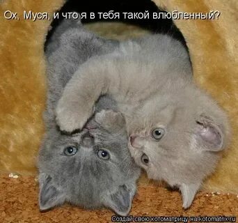 Чего он такой влюбленный