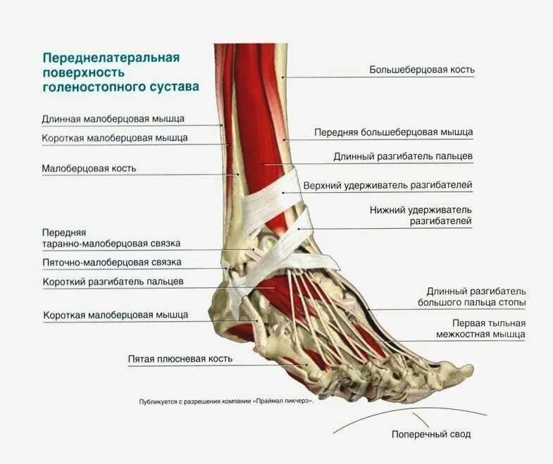 Боль ноги в голеностопном суставе. Голеностопный сустав анатомия строение мышцы. Голеностопный сустав анатомия строение кости. Анатомия голеностопного сустава кости и связки. Сухожилия голеностопного сустава анатомия.