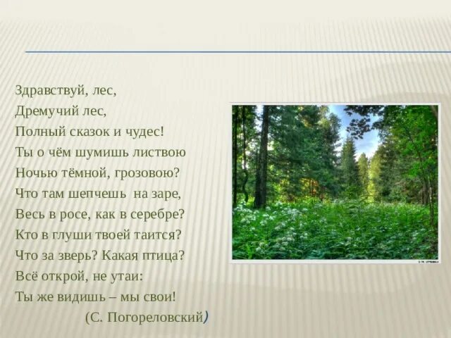 Здравствуй лес дремучий лес полный сказок и чудес. Лес полный сказок и чудес. Погореловский Здравствуй лес. Лес полон сказок и чудес. В лесной гуще текст