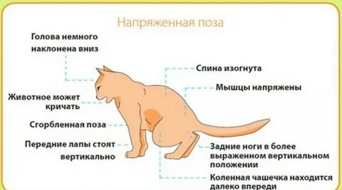 Деменция у кошек признаки