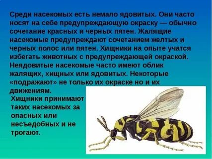 Осы адаптация