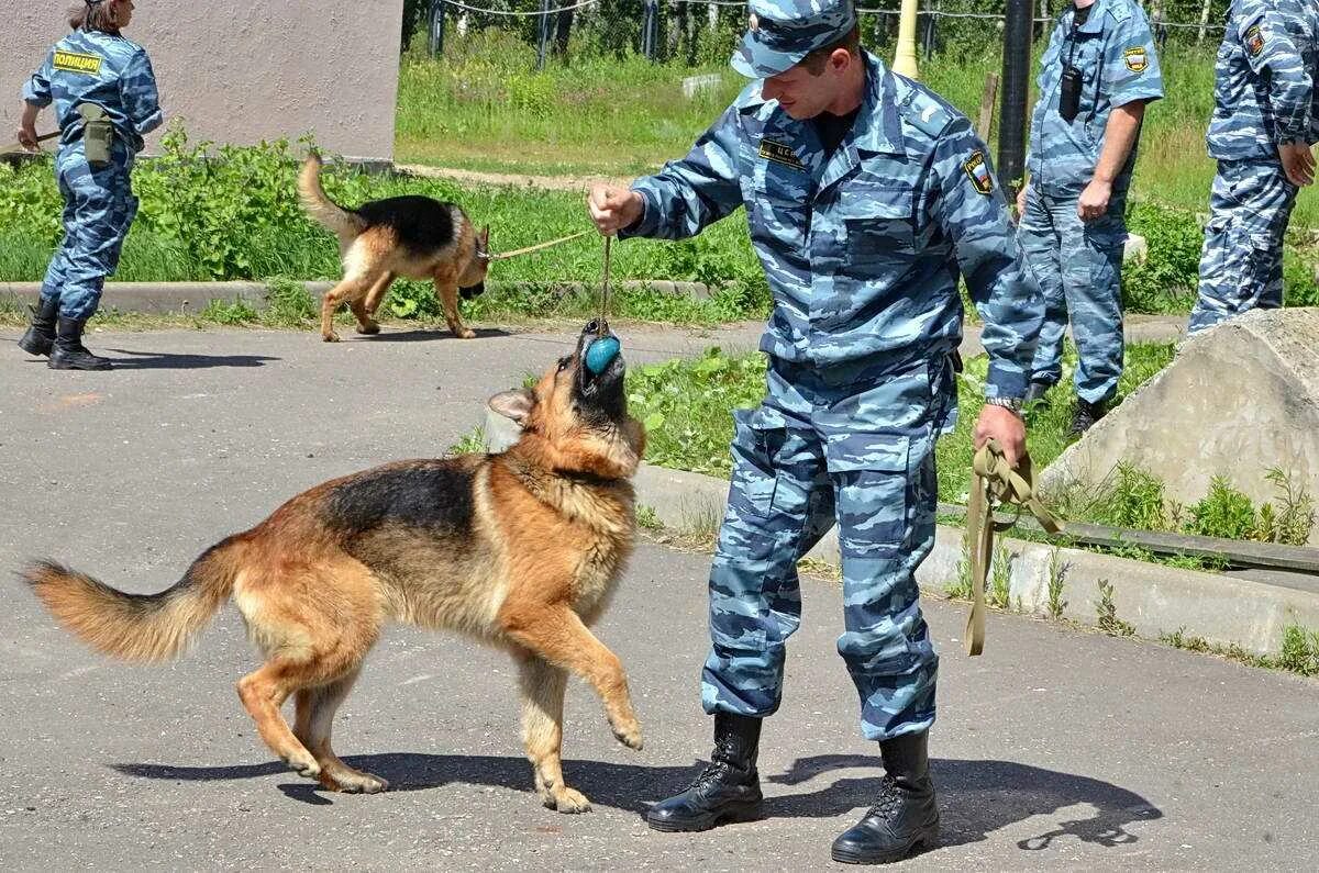 Получить профессию кинолог. Профессия кинолог. собаки кинологической службы.