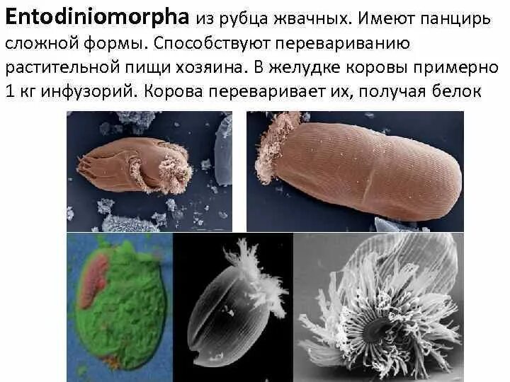 Рубцовые бактерии. Микрофлора рубца жвачных. Инфузории рубца жвачных. Микроорганизмы в рубце жвачных. Симбиотические инфузории.