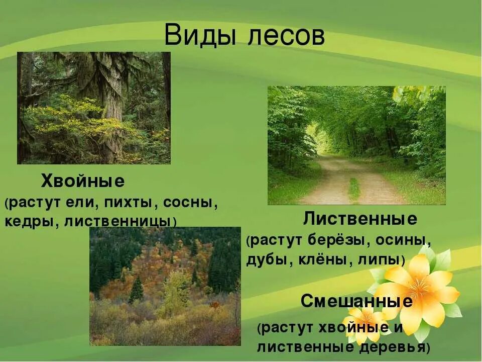Хвойные смешанные лиственные. Какие виды леса бывают. Типы лесов в России. Типы лесов для детей. Хвойные лиственные и смешанные леса.