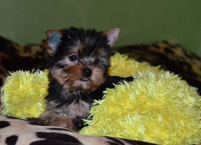 йоркширский терьер мальчик или девочка