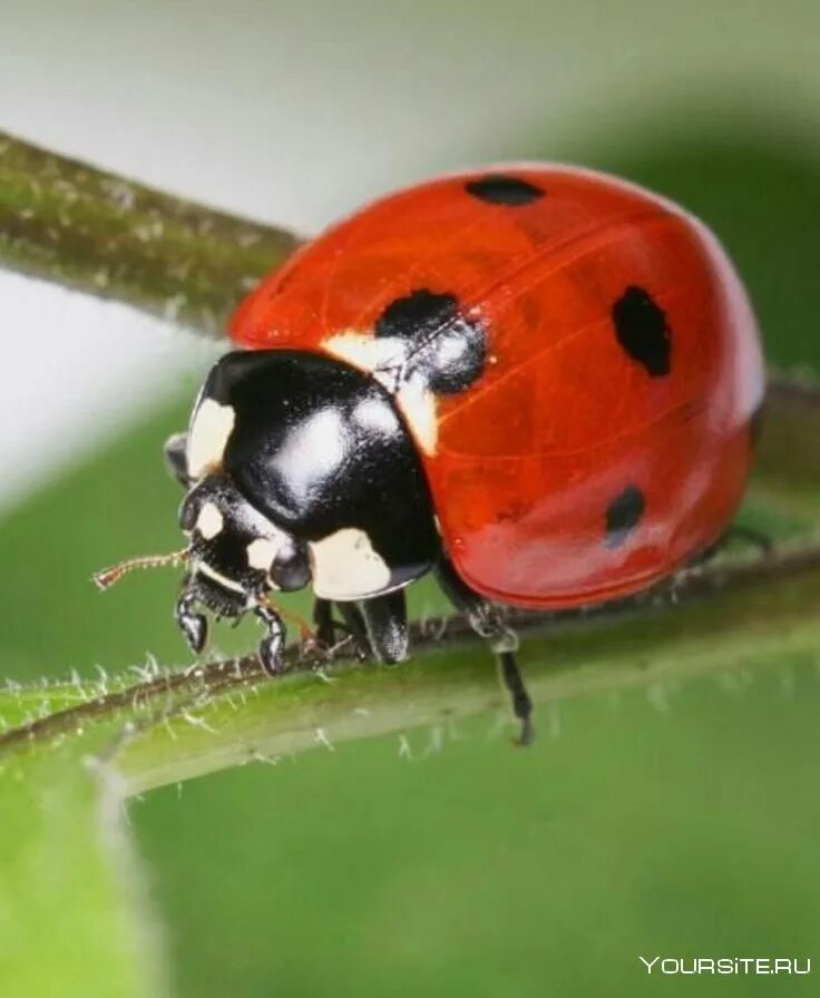 Воздушная божья коровка. Ladybird Божья коровка. GREENMAX Божья коровка. Боңҗя коровка. Коровка тринадцатиточечная.