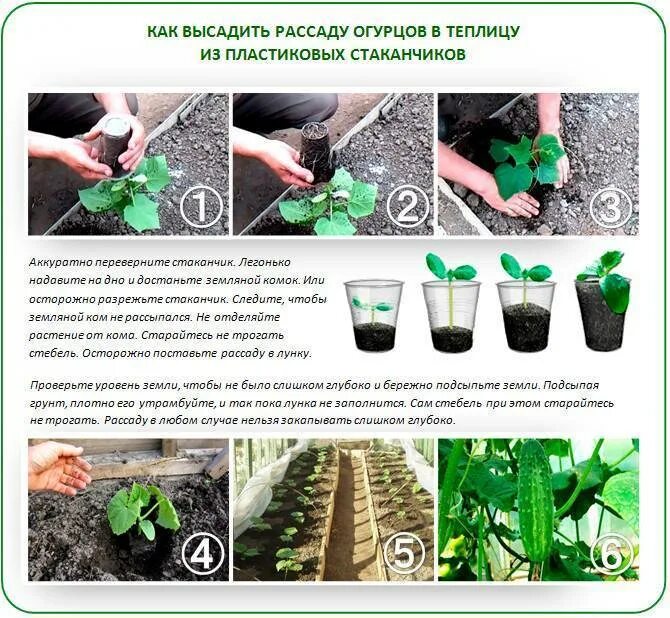 Погибает рассада огурцов после высадки в теплицу. Огурцы высадка в грунт рассады. высаживание рассады огурцов в парник. высаживаем огурцы в открытый грунт рассадой. пересадка огуречной рассады в грунт.