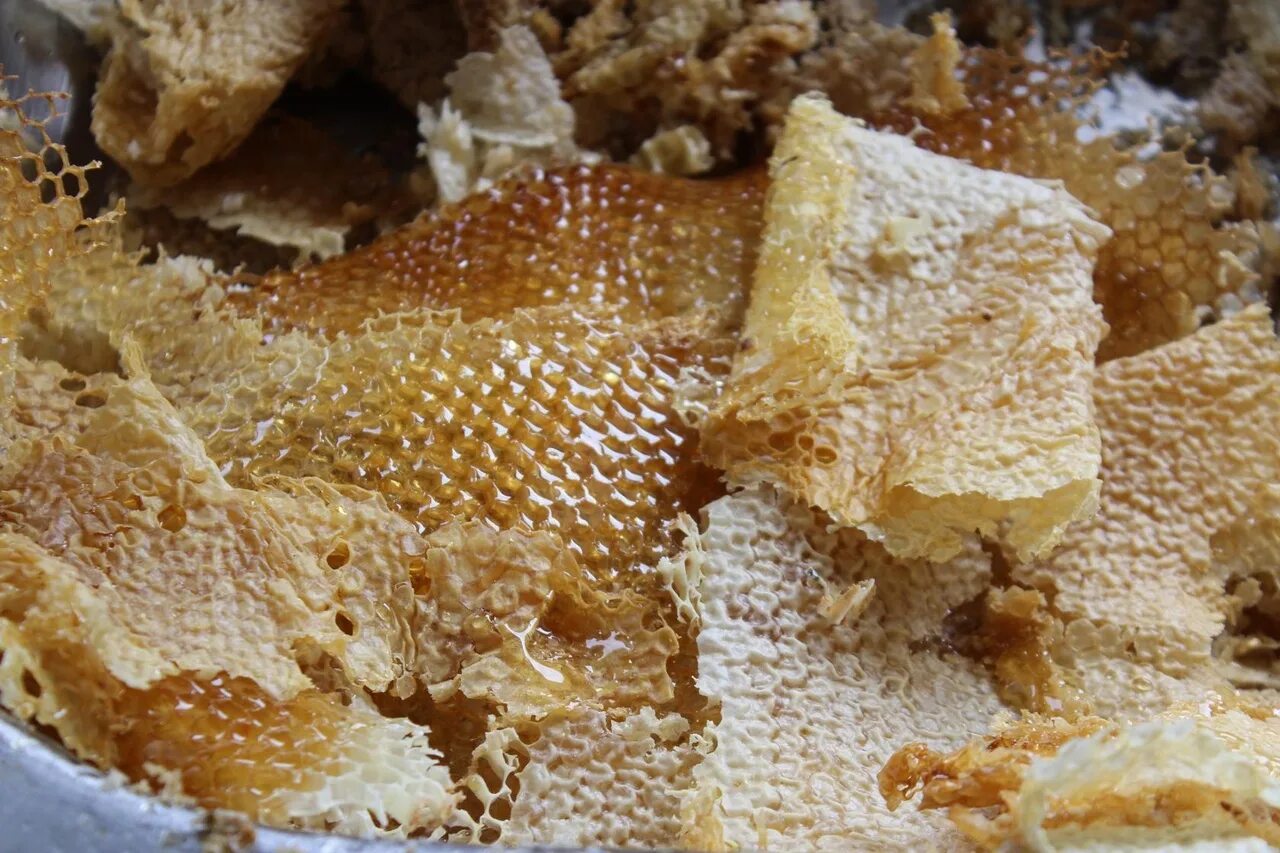 Пчелиный воск забрус. Забрус пчелиный с медом. Забрус пчелиный жевательный. Мед в сотах забрус.