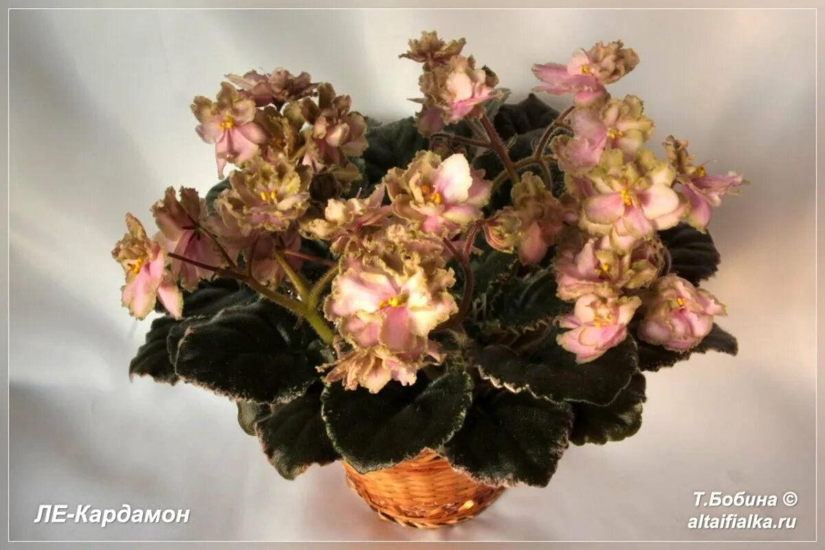 Фиалка kentucky rambler. Фиалка ле кардамон. Фиалка ле кардамон. Ле кардамон. Фиалка ле кардамон.