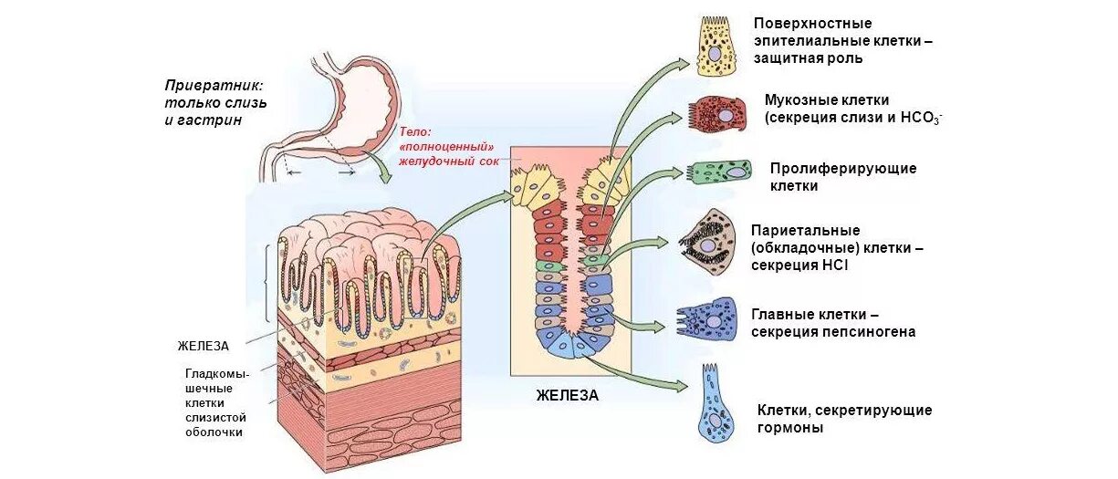 Типы секреторных клеток слизистой желудка. Клетки желудка. Париетальные клетки слизистой оболочки желудка секретируют. Гормональные клетки желудка. Железы желудка функции.