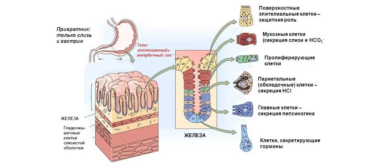 Париетальные клетки слизистой оболочки секретируют. Париетальных клеток слизистой оболочки желудка. Железы желудочной секреции. Виды клеток секретирующих желудочный сок. Слизистые клетки вырабатывают