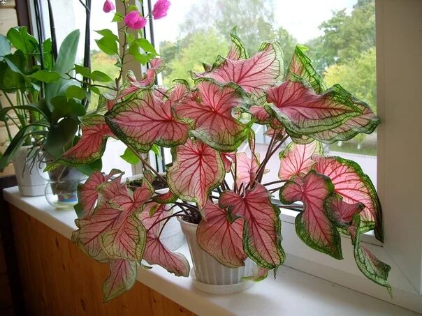 Caladium 'White Queen' (Caladium x hortulanum) Caladium, Blooming plants, Plants