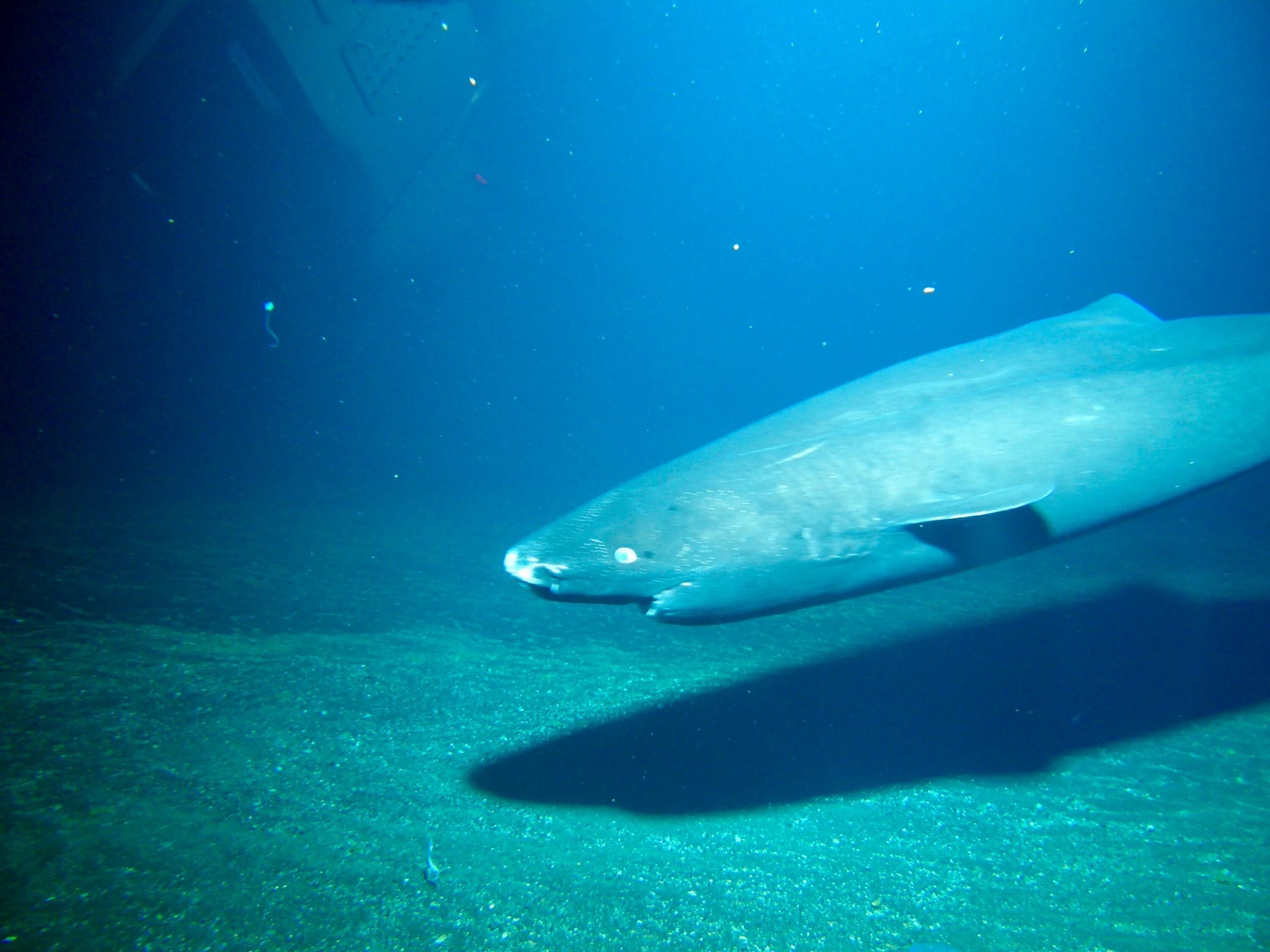 Глубоководная акула. Пряморотая акула. Гренландская акула. Pacific Sleeper Shark.