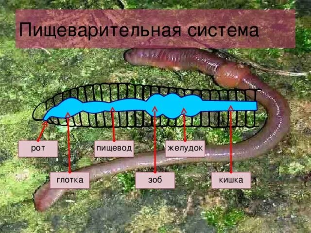 Особенности строения пищеварительной системы дождевого червя. Особенности строения пищеварительной системы дождевого червя