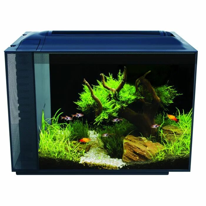 Купить аквариумных рыбок в ростове. Аквариум Fluval spec. Fluval spec XV. Аквариум Hagen Fluval spec 7,6 литров. Аквариум Fluval на 60 л.