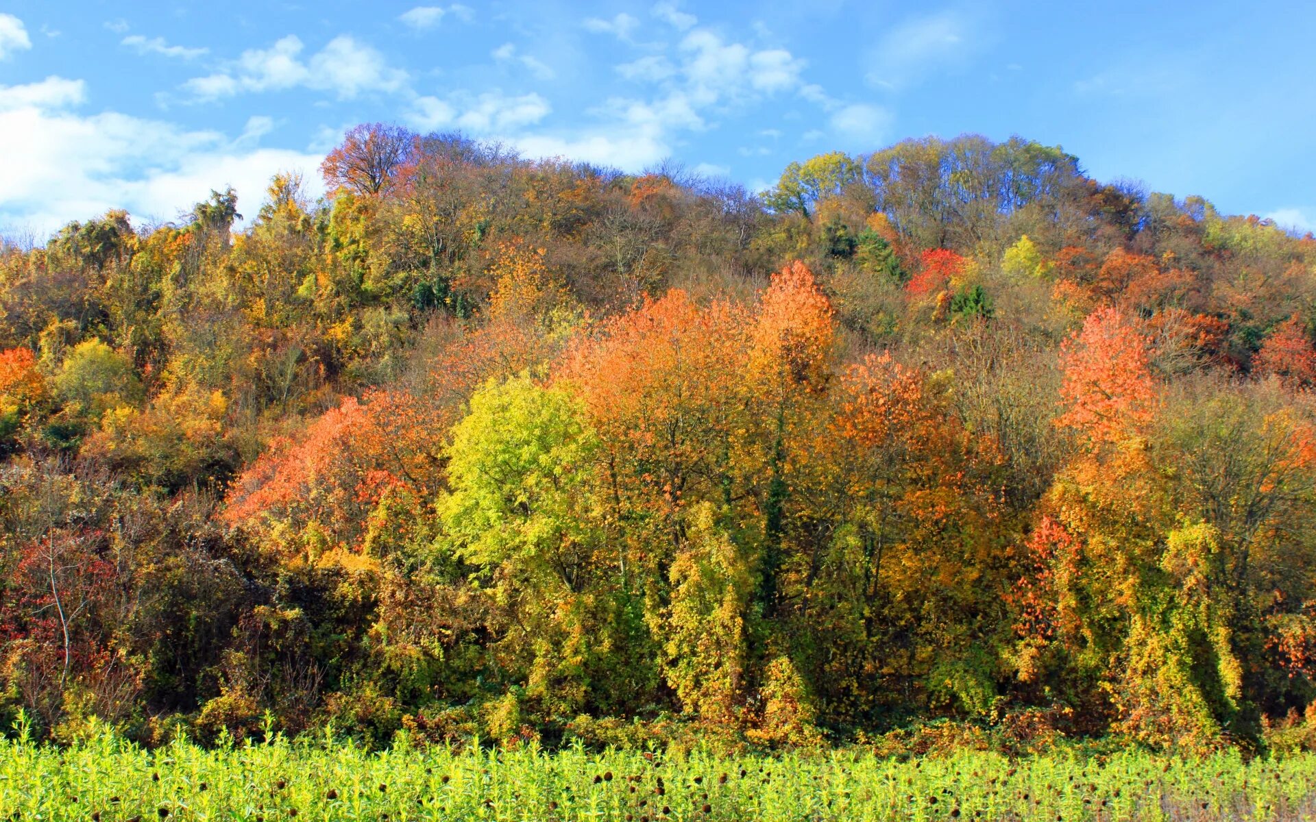 Смешанные и широколиственные леса северной америки. Смешанные и лиственные. Смешанные и лиственные. Смешанные и широколиственные леса северной америки. Смешанные (хвойно-широколиственные) леса росси.