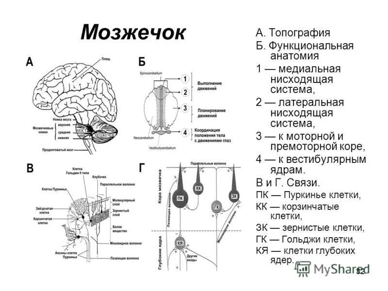 ствол мозга кору мозжечка двигательные нервы. подкорковые структуры головного мозга функции. строение коры и ядра мозжечка. афферентные пути ретикулярной формации. афферентные и эфферентные связи мозжечка с другими структурами мозга.