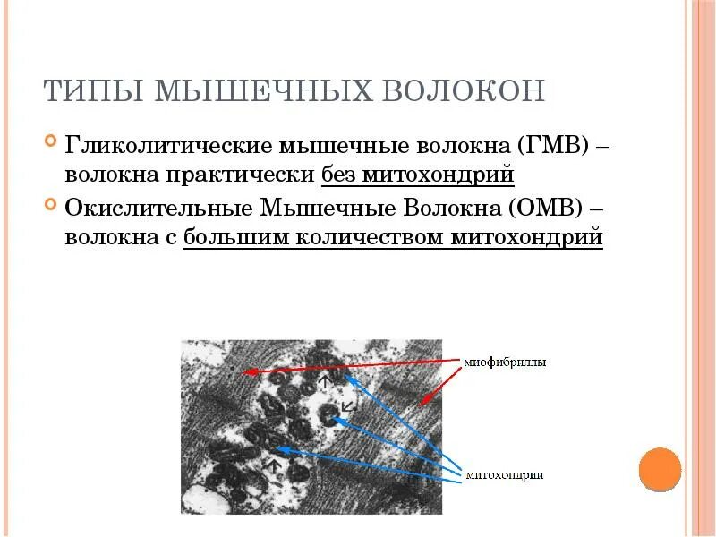 Красные белые и промежуточные мышечные волокна. Виды мышечных волокон гликолитические. Окислительные и гликолитические волокна. Красные мышечные волокна и белые мышечные волокна. Три типа мышечных волокон.