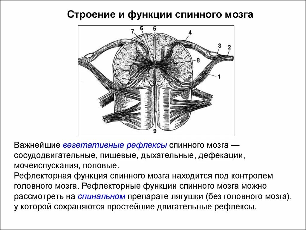 Спинной мозг вегетативные функции. Функции спинного мозга рефлекторная вегетативные. Рефлекторная функция спинного мозга. Изучение строения и функции спинного мозга. Рефлекторная функция спинного мозга рефлекс.