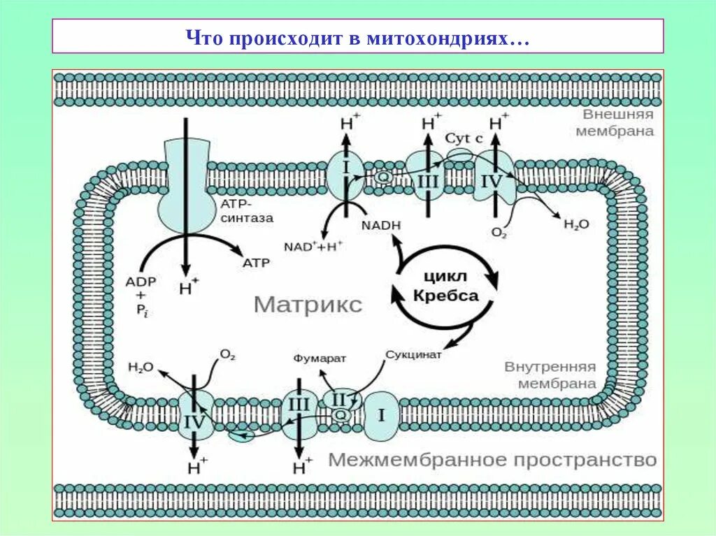 Последовательность образования атф в митохондриях. Цикл Кребса в митохондриях. Цикл Кребса и дыхательная цепь. Дыхательная цепь митохондрий реакции. Кислородный этап в митохондриях схема.