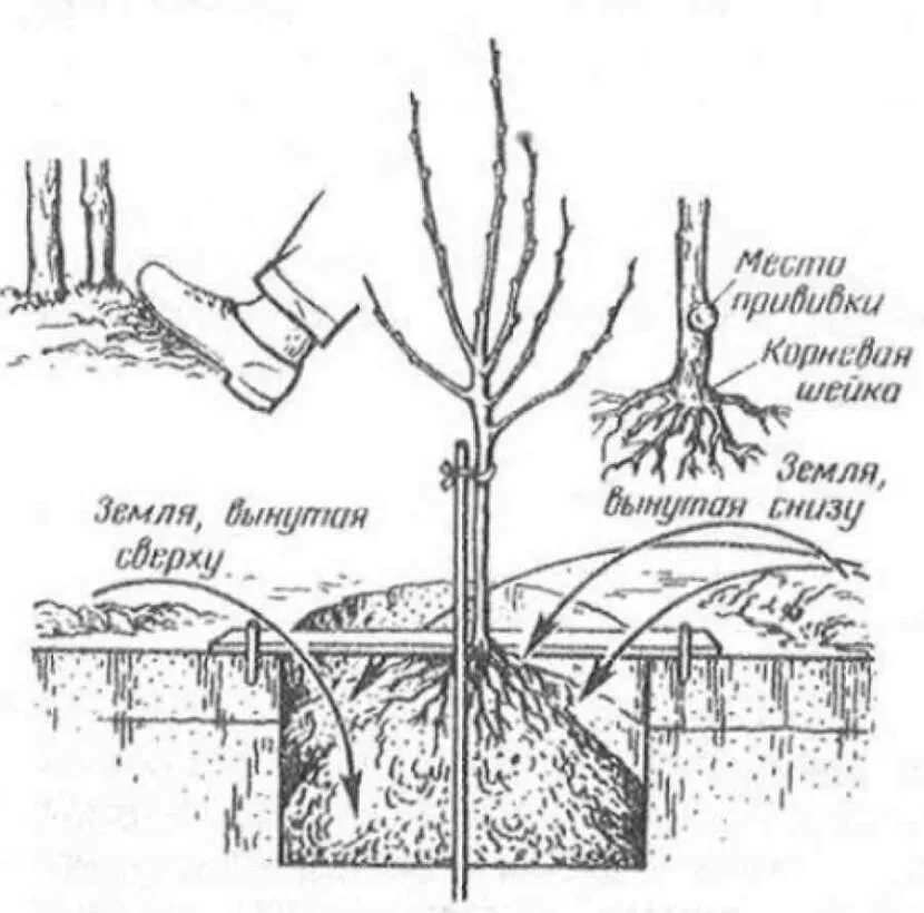 Когда весной сажать плодовые. Посадка саженца яблони. Посадка яблони весной саженцами. Схема посадки саженца яблони. Правильно посадить саженец яблони.