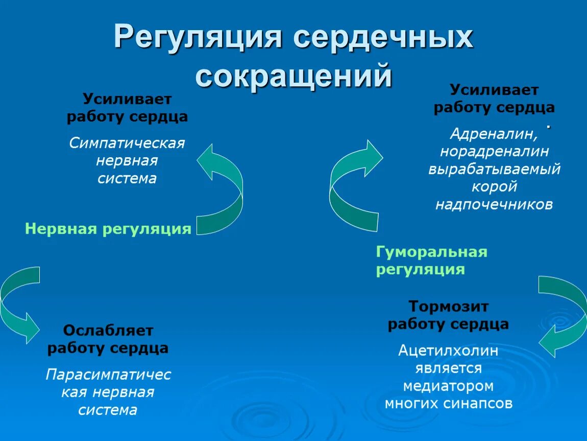 Как изменяется сила сердечных сокращений. Регуляция сердечных сокращений кратко. Регуляция сердечных сокращений схема. Регуляция сердечной сокращения. Регуляция частоты сердечных сокращений.