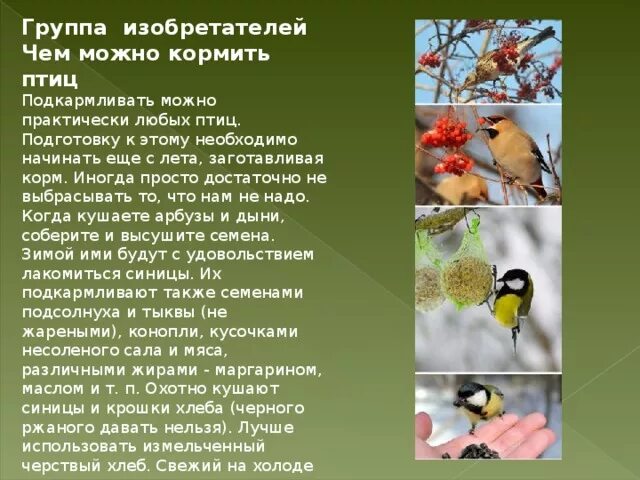Подготовка птиц к зиме. Как птицы готовятся к осени. Зимующие птицы. Как звери и птицы готовятся к зиме. Чем кормить лесных птиц.