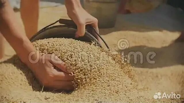 Остатки зерна. 50 тысяч тонн зерна в карабалыке. Корм для сельскохозяйствкюенныхживотных. Растительные остатки. Остатки зерна.