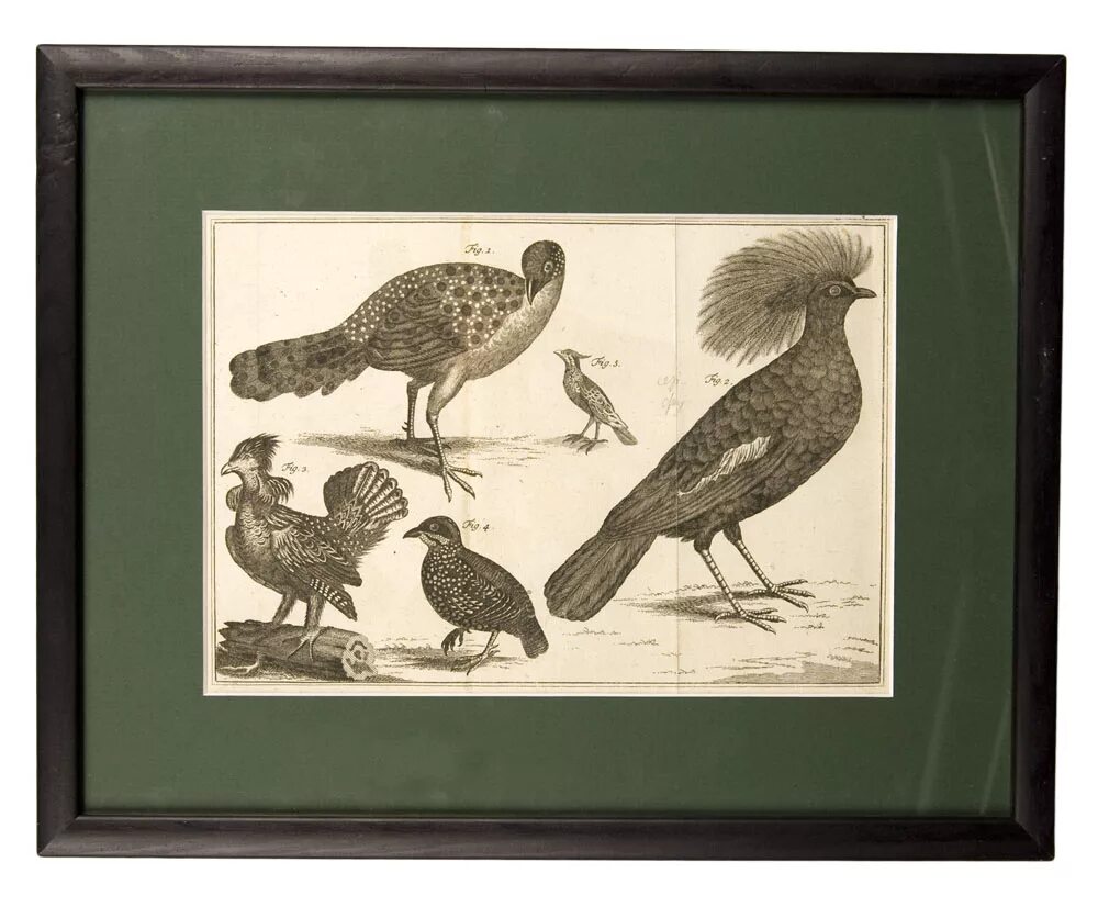 Соберите эстампы в чешуйчатом. Соберите эстампы в чешуйчатом. Эстамп декоративный. Офорт гравюра. Лесная сказка.