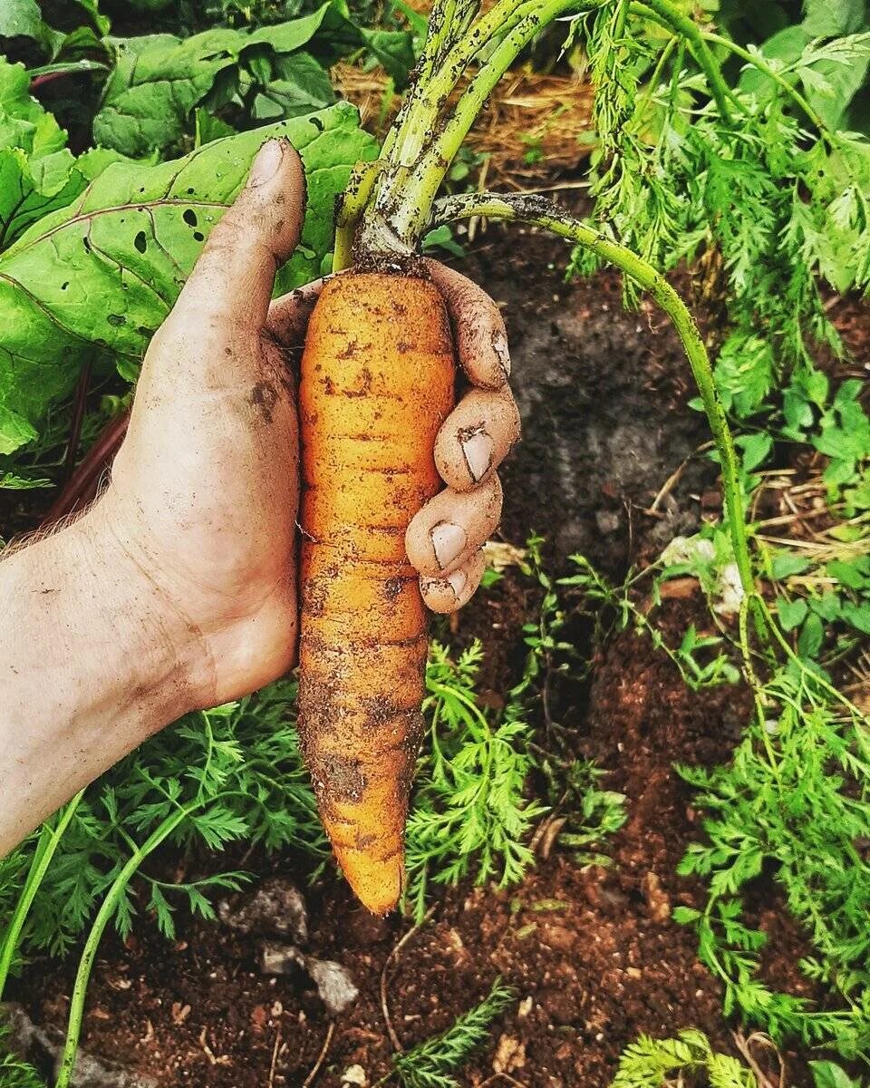 Как вырастить хорошую морковь в открытом грунте. Морковь в открытом грунте. Морковь на грядке. Возделывание моркови. Выращивать морковку.