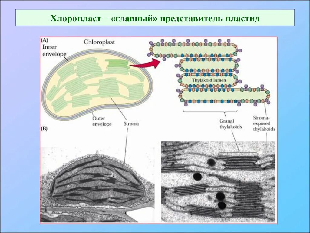 Хлоропласты имеют мембраны. Строение хлоропласта. Строение хлоропласта 10 класс. Структура хлоропласта. Мембрана хлоропласта.