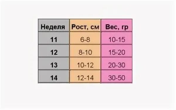 20 неделя рост