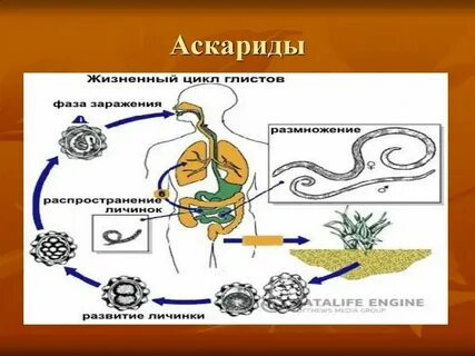 Санпин аскаридоз
