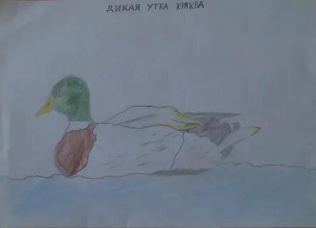 Розов дикая утка