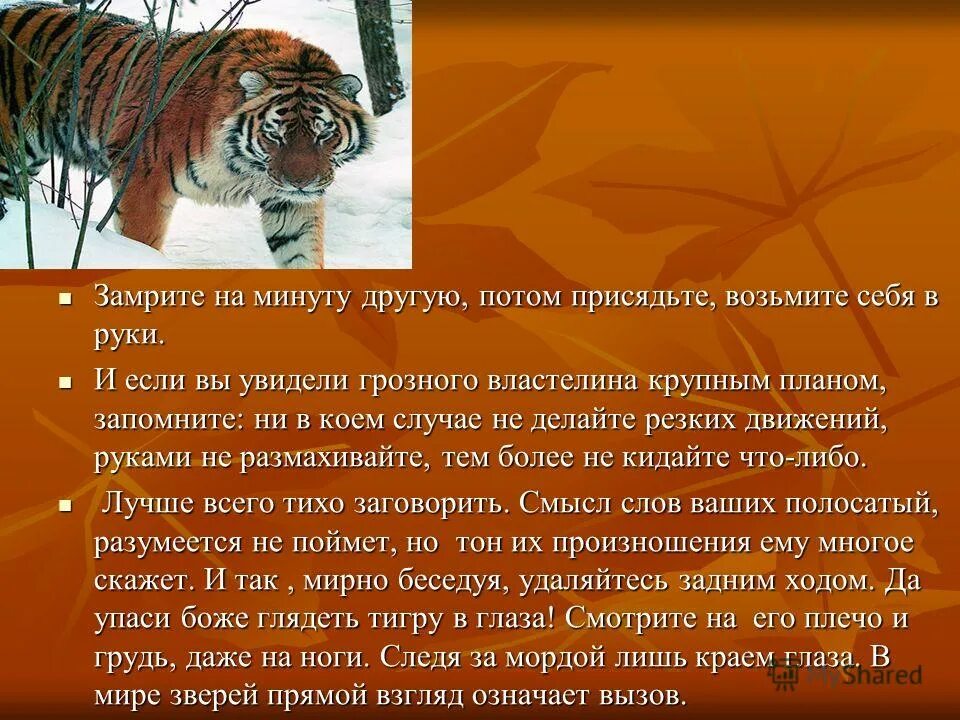 значение в природе амурского тигра. год тигра. имена для тигров мальчиков. имена для тигрят. план про амурского тигра.