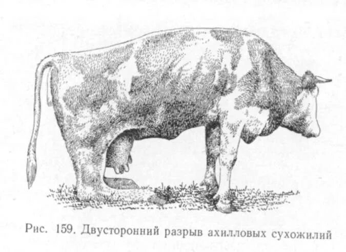 Травма крс. Артрит скакательного сустава крс. бурсит крс коленного сустава. растяжение сухожилий у крс. вывих тазобедренного сустав крупного рогато скота.