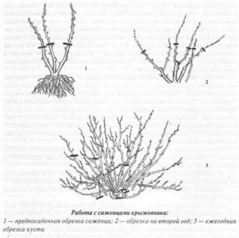 Обрезка начинающих в картинках пошагово. Обрезанный куст крыжовника. Обрезка крыжовника весной схема. Схема обрезки крыжовника осенью. Схема обрезки куста крыжовника.