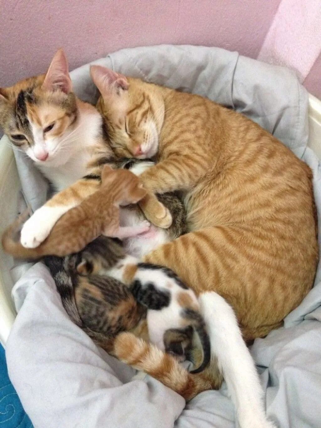 Купить маму кота. Кошачья семья. Папа кот и котенок. Мама кошка и папа кот. Счастливая Кошачья семья.