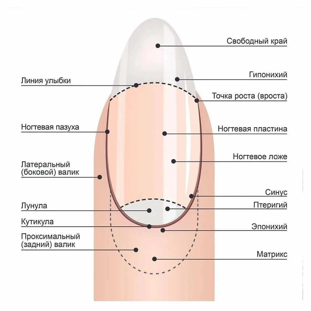Почему ногти растут медленно. Ноготь строение анатомия схема. Строение ногтевой пластины схема. Строение ногтя и ногтевой пластины. Схематическое строение ногтя.