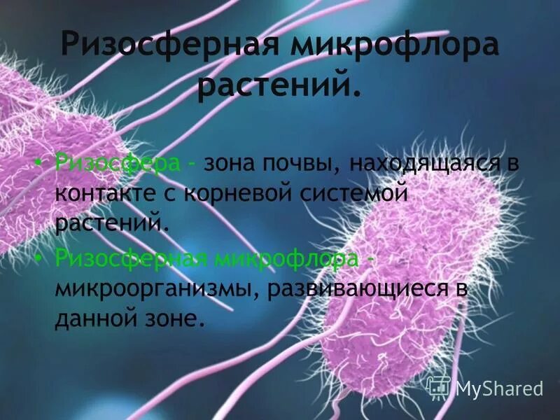 микроорганизмы в почве. эпифитная микрофлора растений. метронидазол презентация. корневая микрофлора. корневая микрофлора.