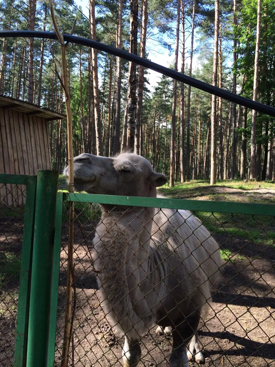 Орловское полесье режим. Национальный парк орловское полесье. парк орловское полесье зоопарк. орел заповедник орловское полесье. орловское полесье вольерный зоопарк.