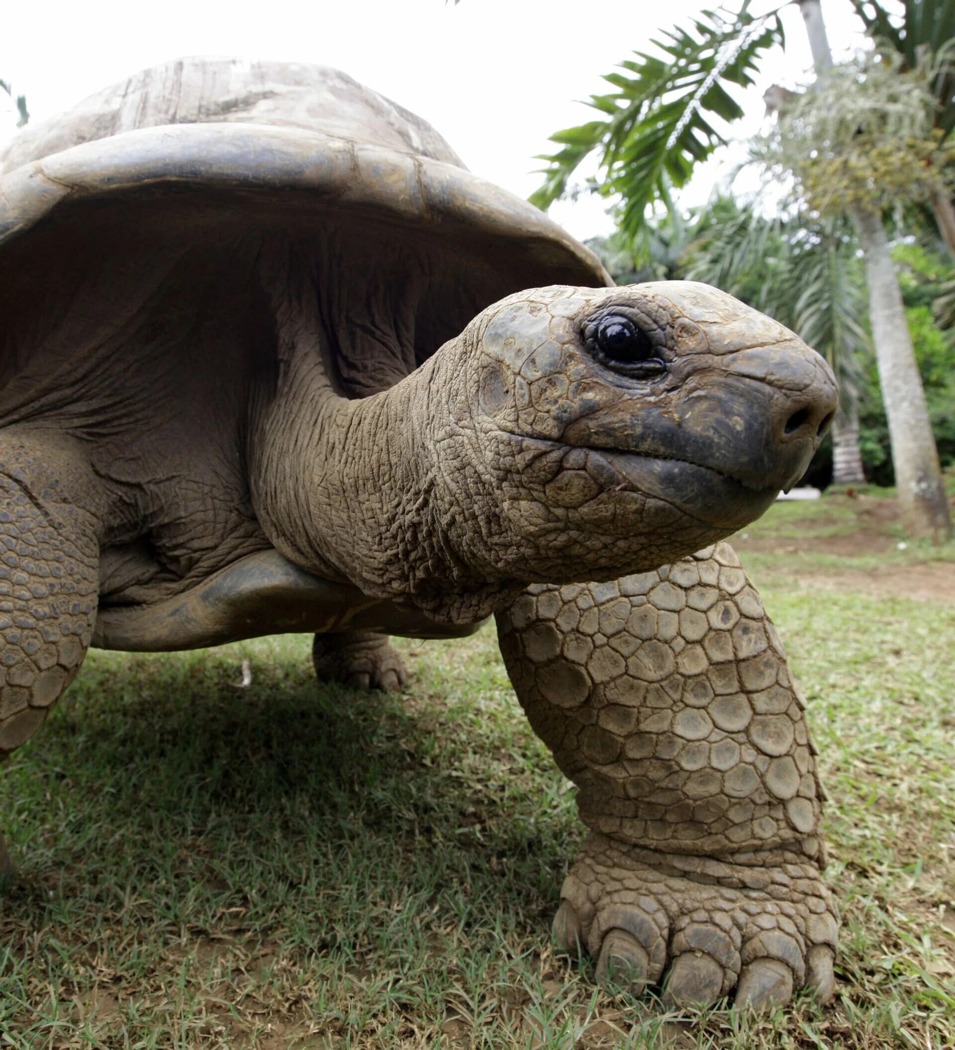 Галапагосская черепаха. Абингдонская слоновая черепаха. Гигантская черепаха. Древние черепахи. Абингдонская слоновая