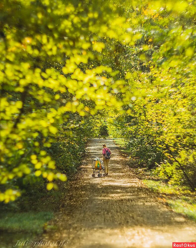 мохнатый шмель насекомое. открытки с уходящим летом. лето уходит. цветы в ботинках. уходящее лето.