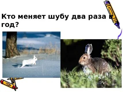 Меняет шубку